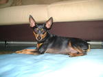 Cukie - Miniature Pinscher Dog