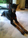 Champ - Doberman Pinscher Dog