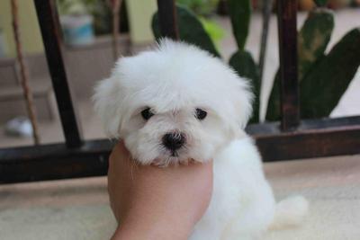 T-cup Maltese Puppy@rm1299 Only!!! - Maltese Dog