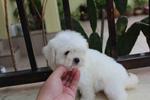 T-cup Maltese Puppy@rm1299 Only!!! - Maltese Dog