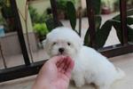 T-cup Maltese Puppy@rm1299 Only!!! - Maltese Dog