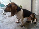 Hush Puppy - Basset Hound Dog