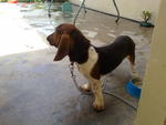 Hush Puppy - Basset Hound Dog