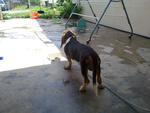 Hush Puppy - Basset Hound Dog