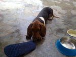 Hush Puppy - Basset Hound Dog