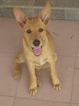 Chole - Mixed Breed Dog