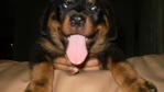 Rotties - Rottweiler Dog