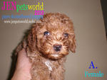 Redtoy Poodle Puppy-pure Homebreed. - Poodle Dog