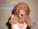 Redtoy Poodle Puppy-pure Homebreed. - Poodle Dog