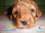 Redtoy Poodle Puppy-pure Homebreed. - Poodle Dog