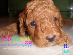 Redtoy Poodle Puppy-pure Homebreed. - Poodle Dog