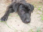 Bobby - Mixed Breed Dog