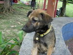 Honey - Mixed Breed Dog