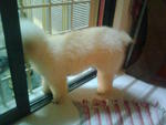 Mini Poodle Male For Adoption - Poodle Dog