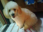 Mini Poodle Male For Adoption - Poodle Dog