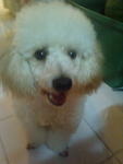 Mini Poodle Male For Adoption - Poodle Dog