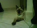 Bubuye - Siamese Cat