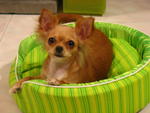 Bebe - Chihuahua Dog