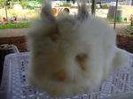 Teddy Bear - Angora Rabbit Rabbit