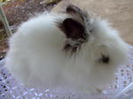 Teddy Bear - Angora Rabbit Rabbit