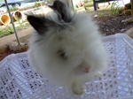 Teddy Bear - Angora Rabbit Rabbit