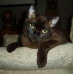 Baby Girl - Burmese Cat