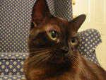 Baby Girl - Burmese Cat