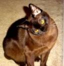 Baby Girl - Burmese Cat