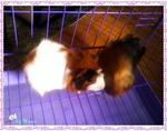 Peanut &amp; Butter For Sale *urgent* - Guinea Pig Small & Furry