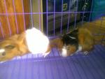 Peanut &amp; Butter For Sale *urgent* - Guinea Pig Small & Furry