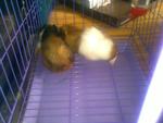 Peanut &amp; Butter For Sale *urgent* - Guinea Pig Small & Furry