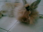 Teddy - Jersey Wooly Rabbit