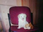 Fifi @ Rocky - Golden Retriever + Sheep Dog Dog