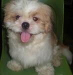 Boy Boy - Shih Tzu Dog