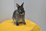 B.berry's Duke - Netherland Dwarf Rabbit