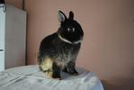 B.berry's Duke - Netherland Dwarf Rabbit