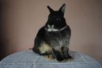 B.berry's Duke - Netherland Dwarf Rabbit