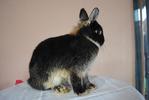 B.berry's Duke - Netherland Dwarf Rabbit