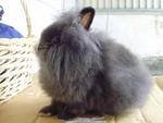 Boom Boom And Lik Lik - Netherland Dwarf + Jersey Wooly Rabbit