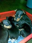 Mini Pincher - Miniature Pinscher Dog