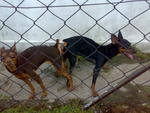 Mini Pincher - Miniature Pinscher Dog