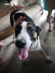 Jacky Boy - Dalmatian Mix Dog