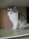 Spotty - Persian Cat