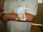 PF15277 - Domestic Short Hair Cat