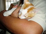 PF15277 - Domestic Short Hair Cat