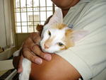PF15277 - Domestic Short Hair Cat