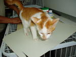 PF15277 - Domestic Short Hair Cat