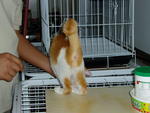 PF15277 - Domestic Short Hair Cat