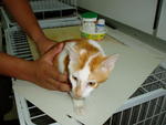 PF15277 - Domestic Short Hair Cat