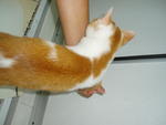 PF15277 - Domestic Short Hair Cat